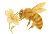 A bee gathering pollen